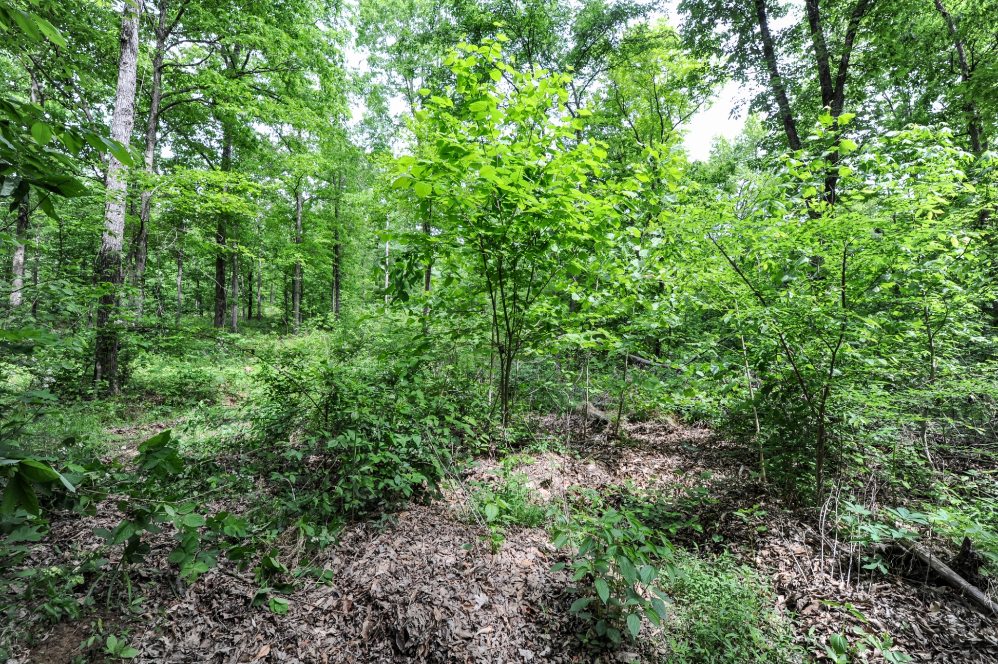 1855 Shiloh Church Road Camden, TN 38320 - Photo 32 of 81
