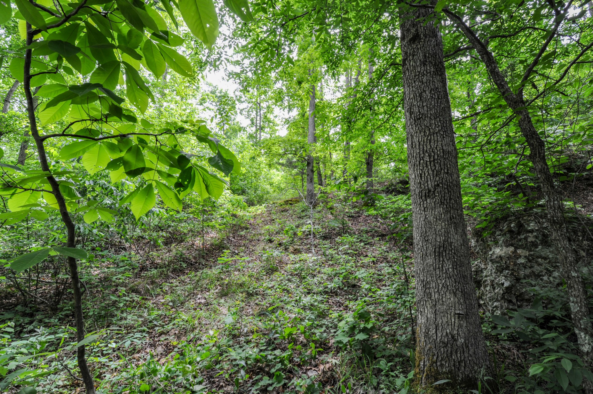 1855 Shiloh Church Road Camden, TN 38320 - Photo 33 of 81