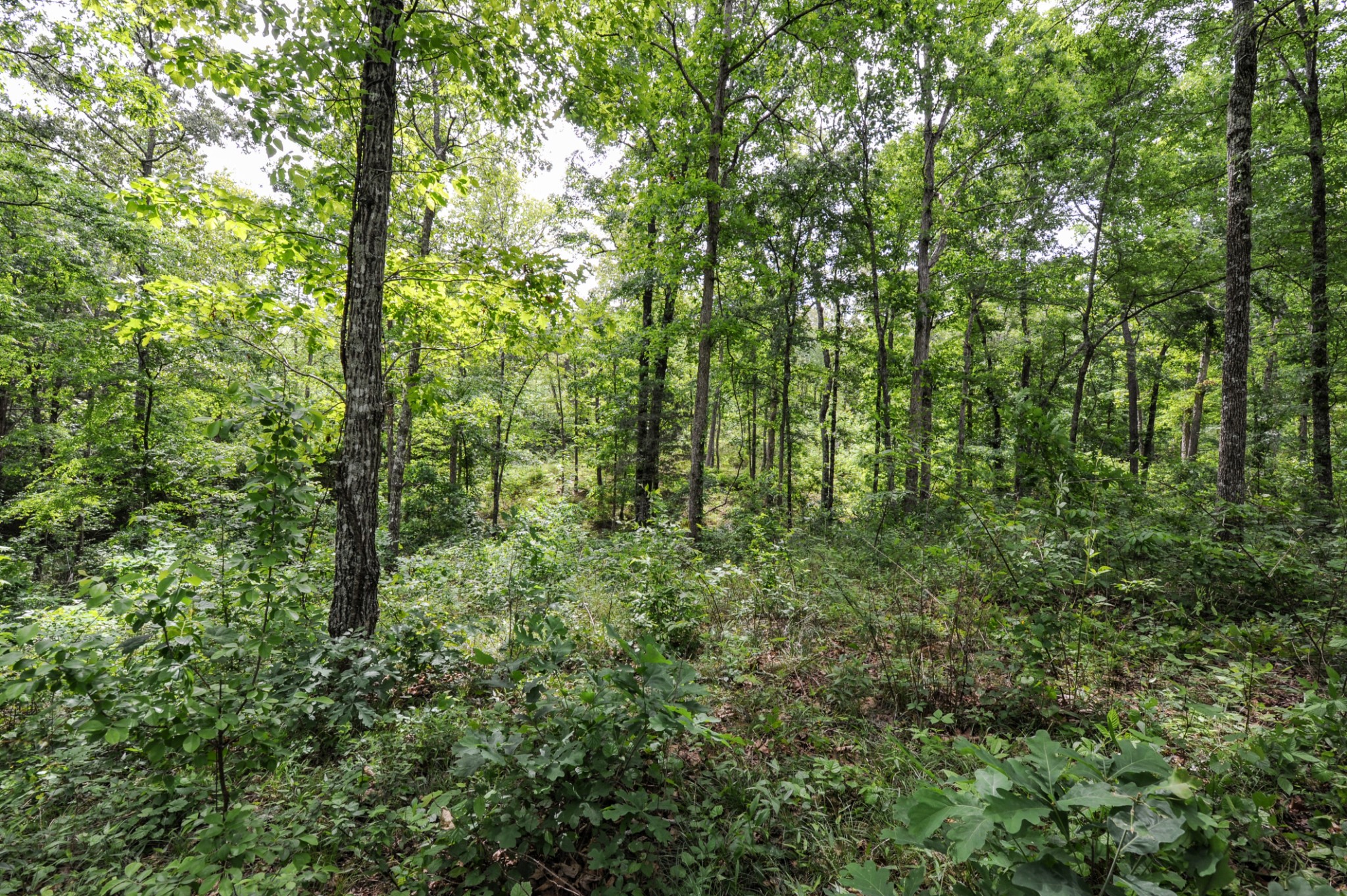 1855 Shiloh Church Road Camden, TN 38320 - Photo 34 of 81 a view of a forest