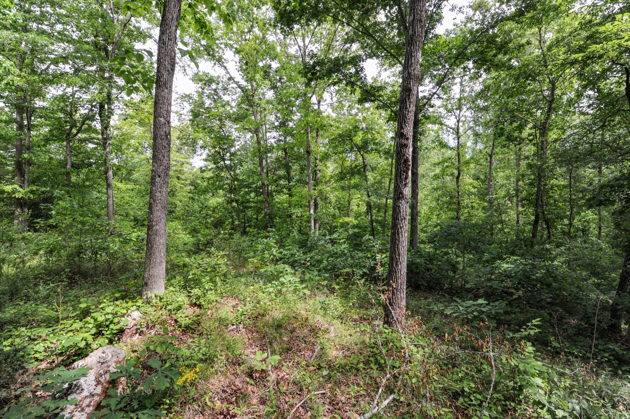 1855 Shiloh Church Road Camden, TN 38320 - Photo 35 of 81 a view of a forest with trees