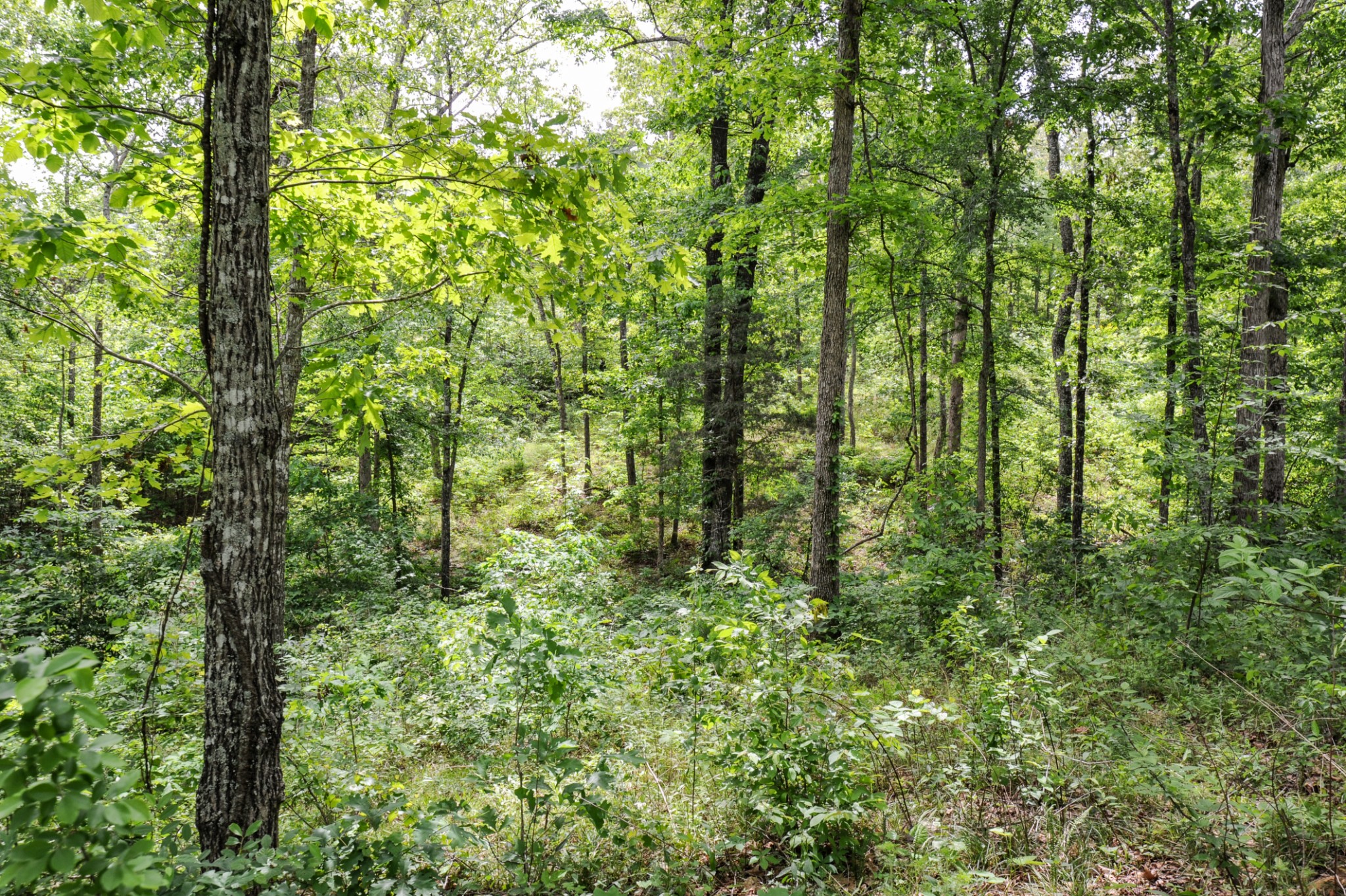 1855 Shiloh Church Road Camden, TN 38320 - Photo 36 of 81 a view of a lush green forest