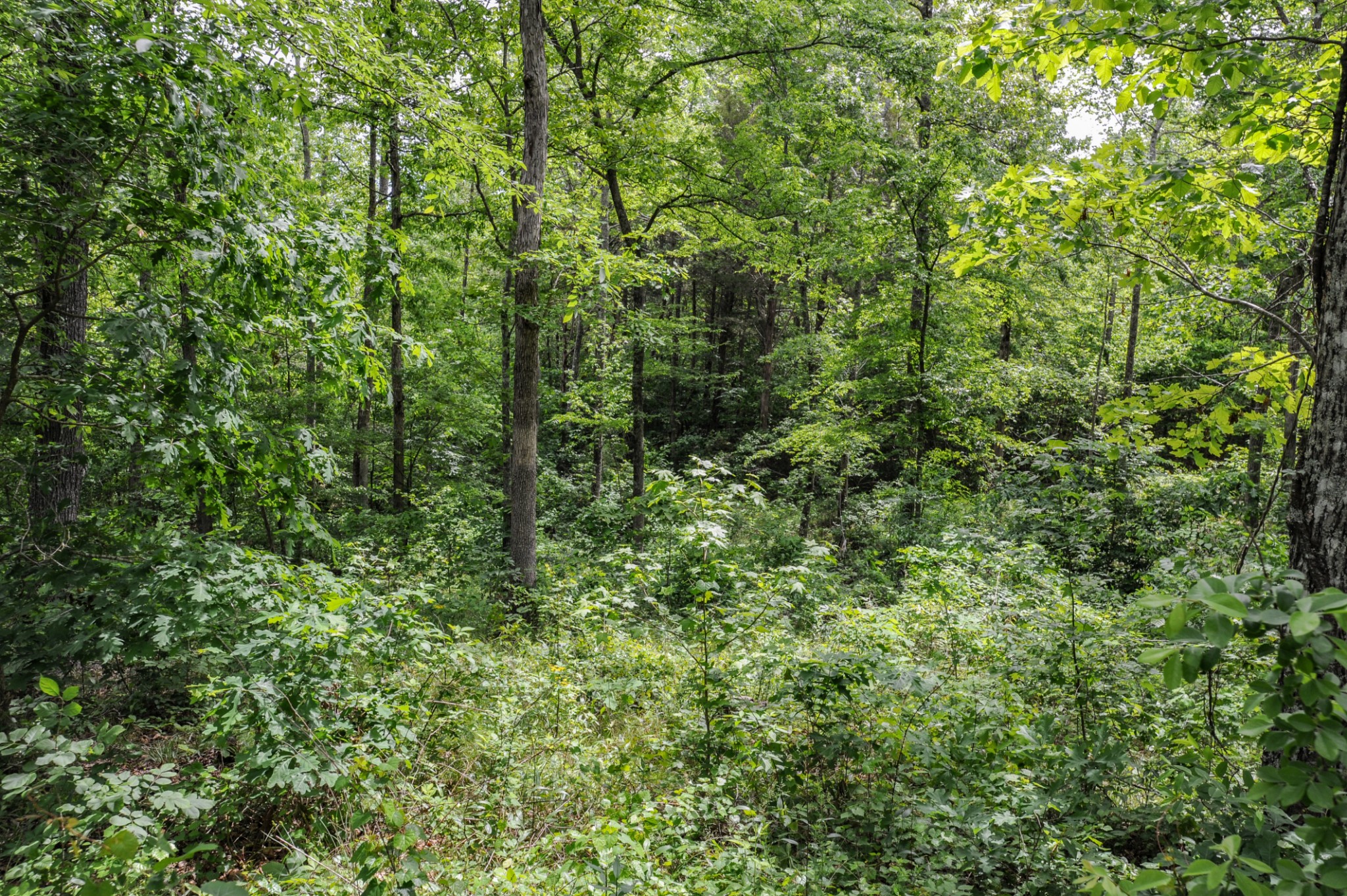 1855 Shiloh Church Road Camden, TN 38320 - Photo 37 of 81 a view of a lush green forest