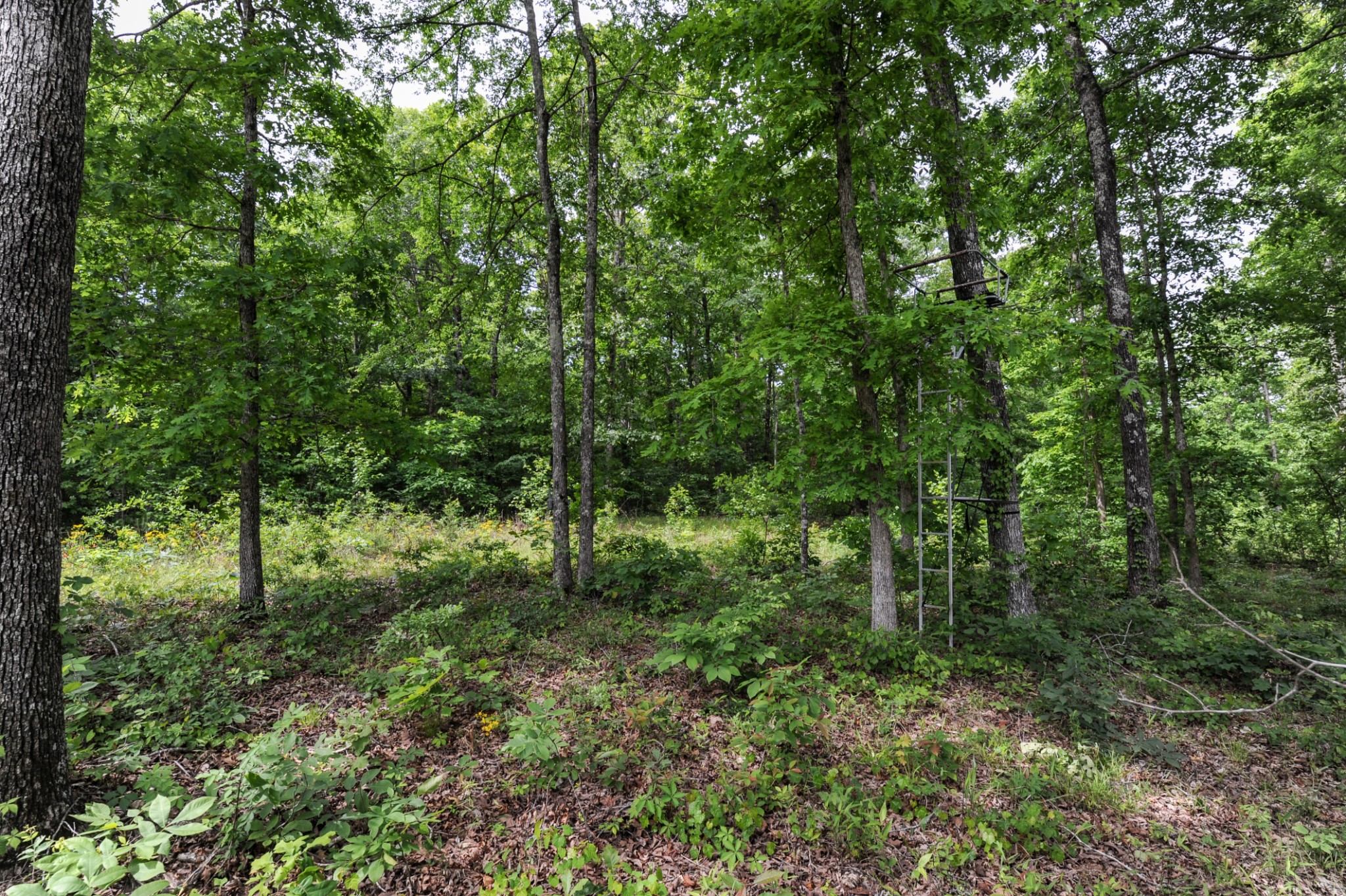 1855 Shiloh Church Road Camden, TN 38320 - Photo 38 of 81 a view of forest