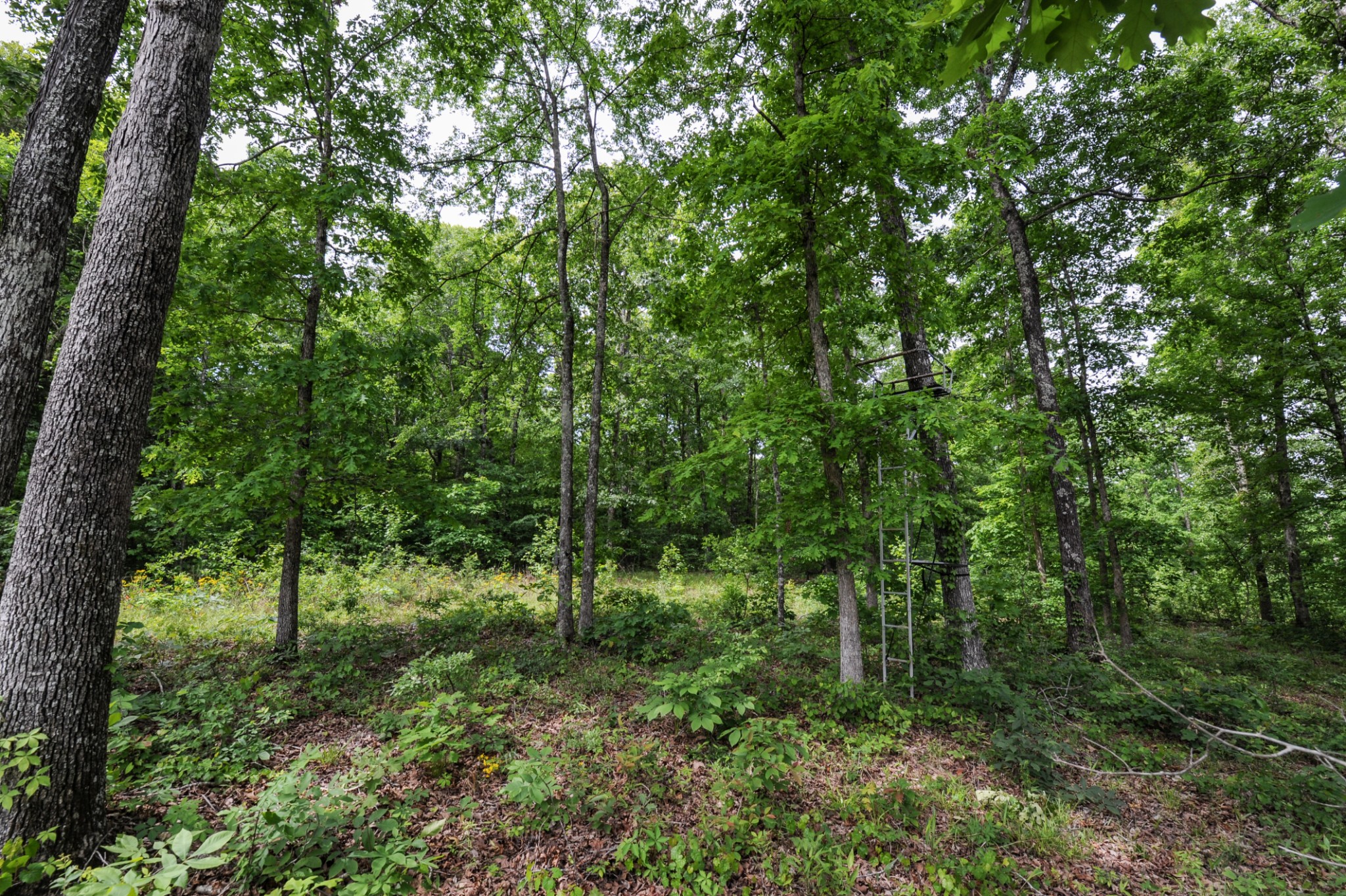 1855 Shiloh Church Road Camden, TN 38320 - Photo 39 of 81 a view of outdoor space and green space