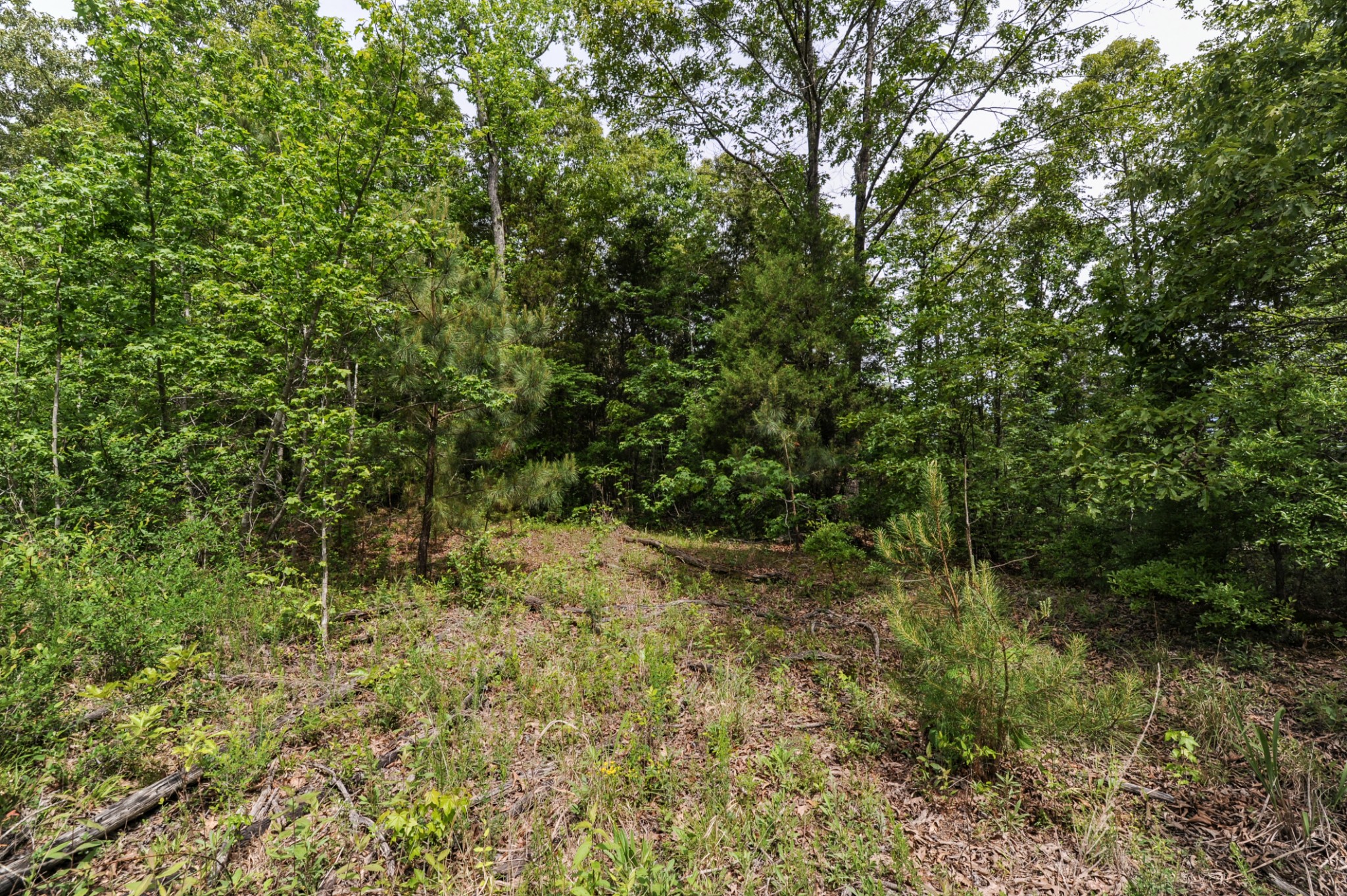 1855 Shiloh Church Road Camden, TN 38320 - Photo 41 of 81 a view of a yard with plants and tree