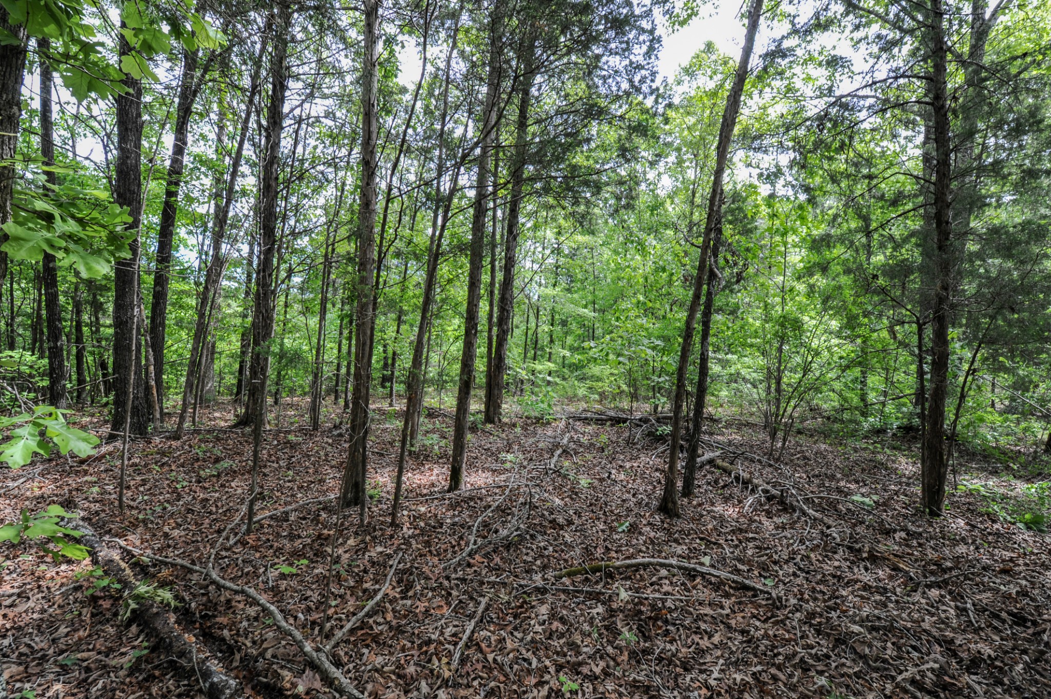 1855 Shiloh Church Road Camden, TN 38320 - Photo 43 of 81 a view of a forest that has large trees