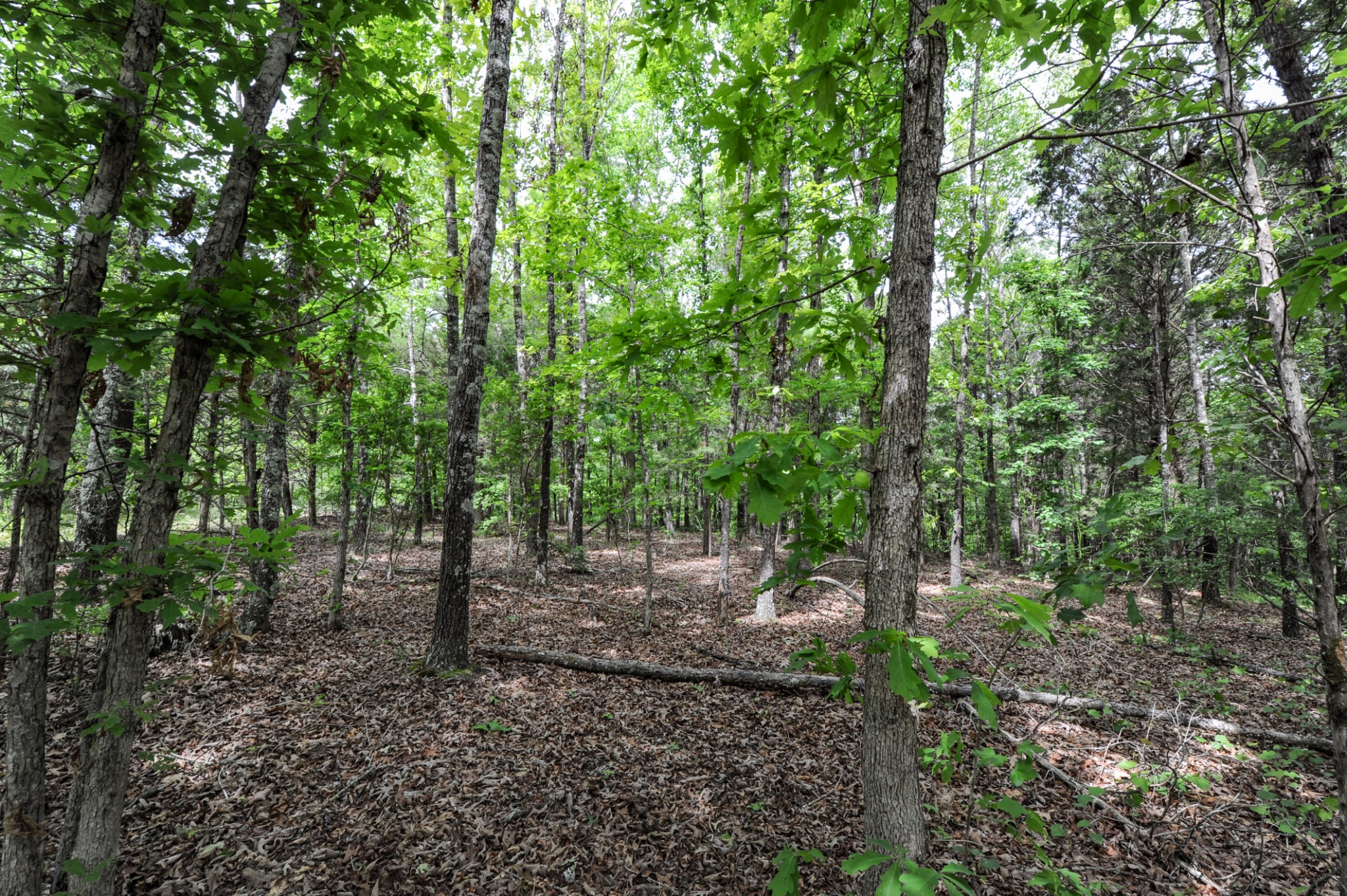 1855 Shiloh Church Road Camden, TN 38320 - Photo 44 of 81 a view of a forest with trees in the background