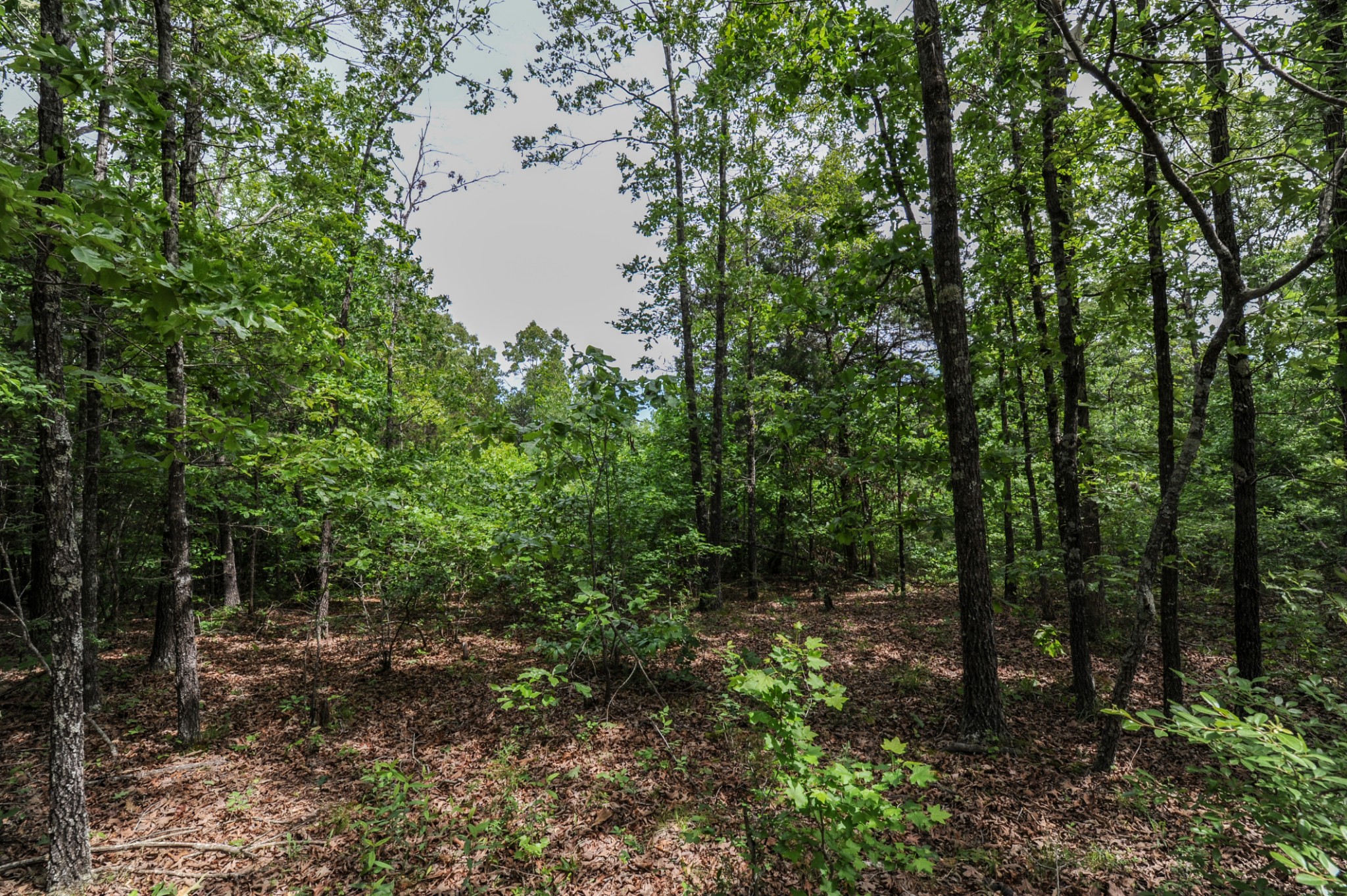 1855 Shiloh Church Road Camden, TN 38320 - Photo 45 of 81 a view of outdoor space and green space