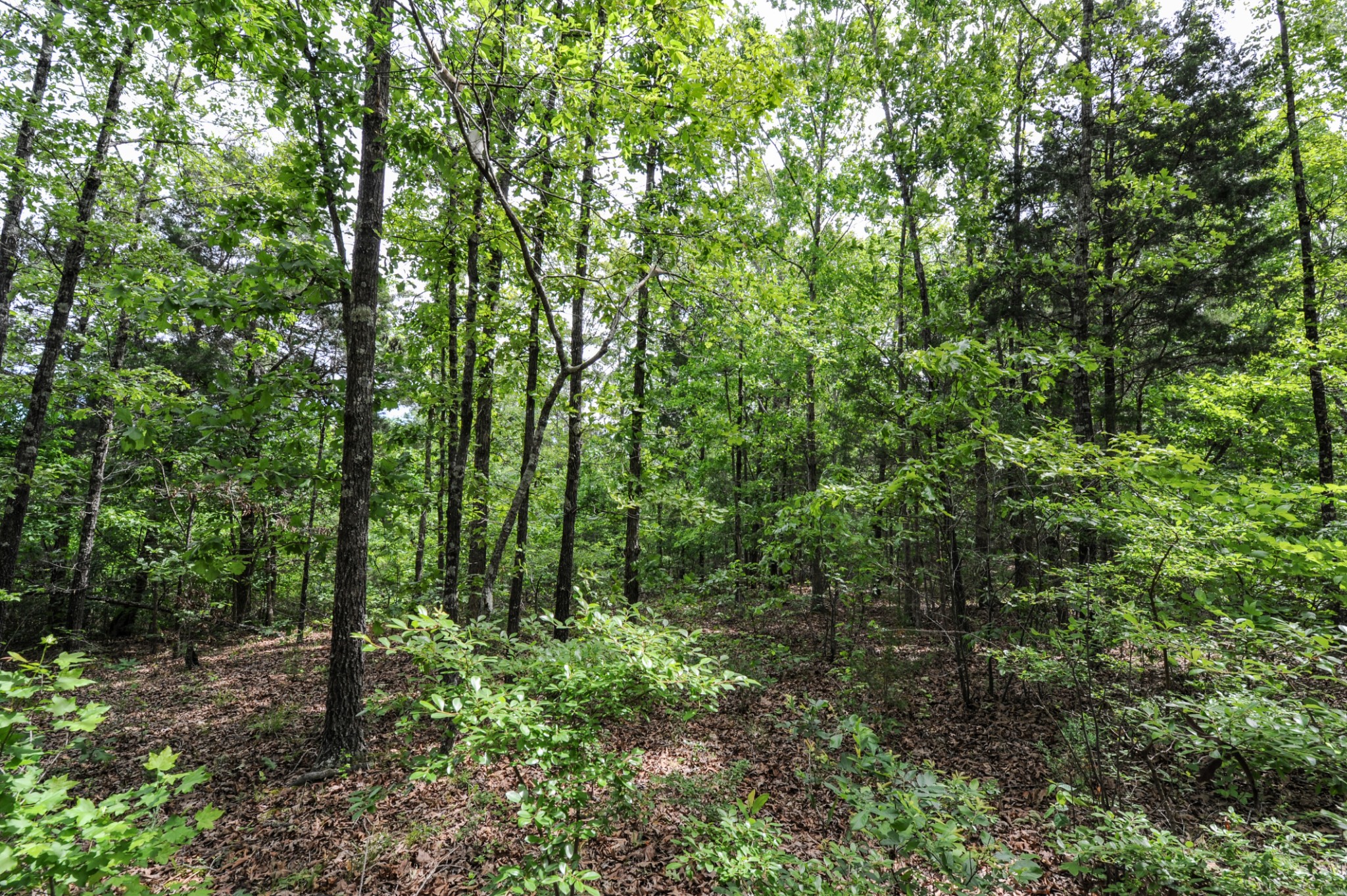 1855 Shiloh Church Road Camden, TN 38320 - Photo 46 of 81