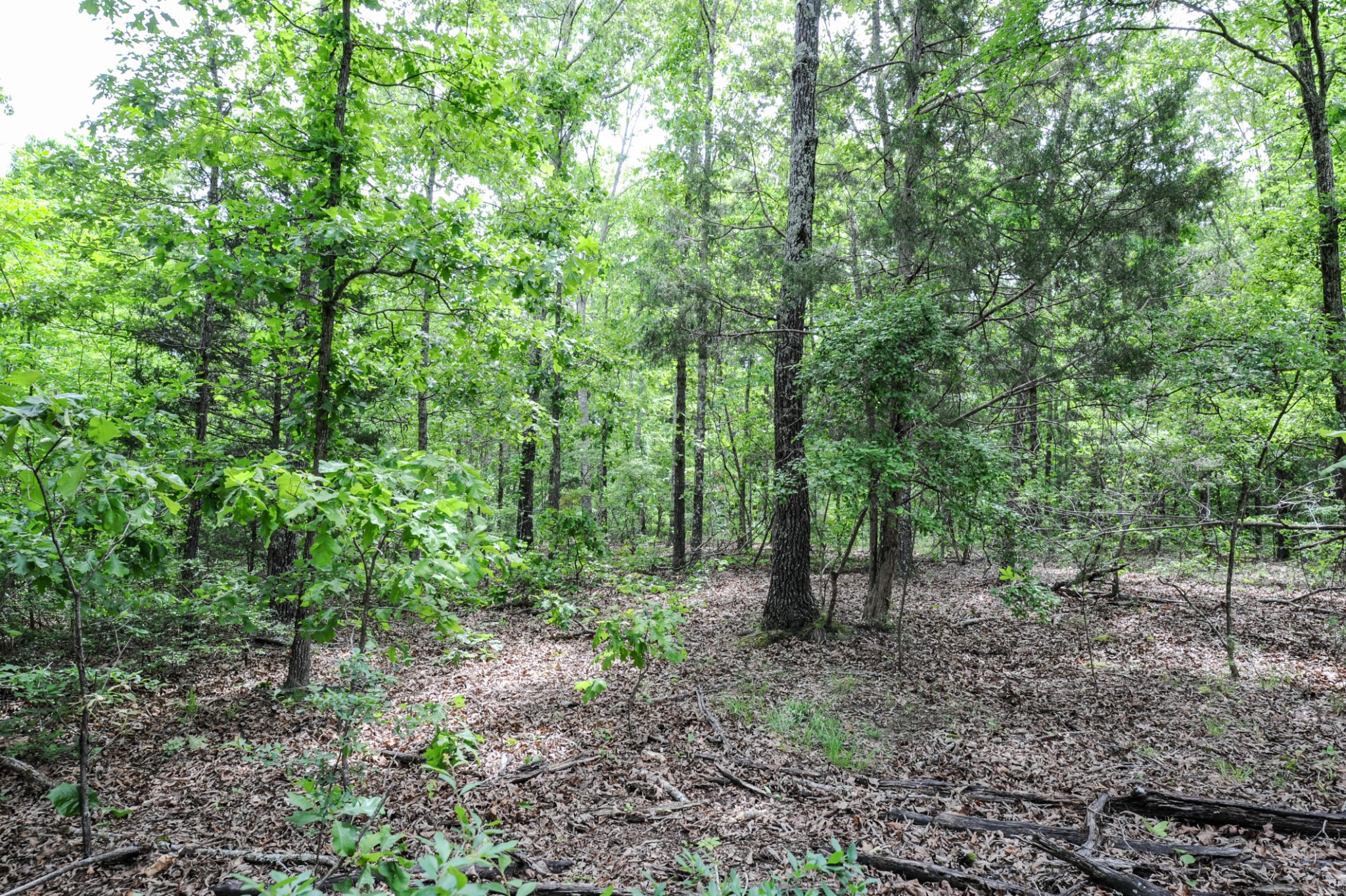 1855 Shiloh Church Road Camden, TN 38320 - Photo 47 of 81 a view of outdoor space and green space