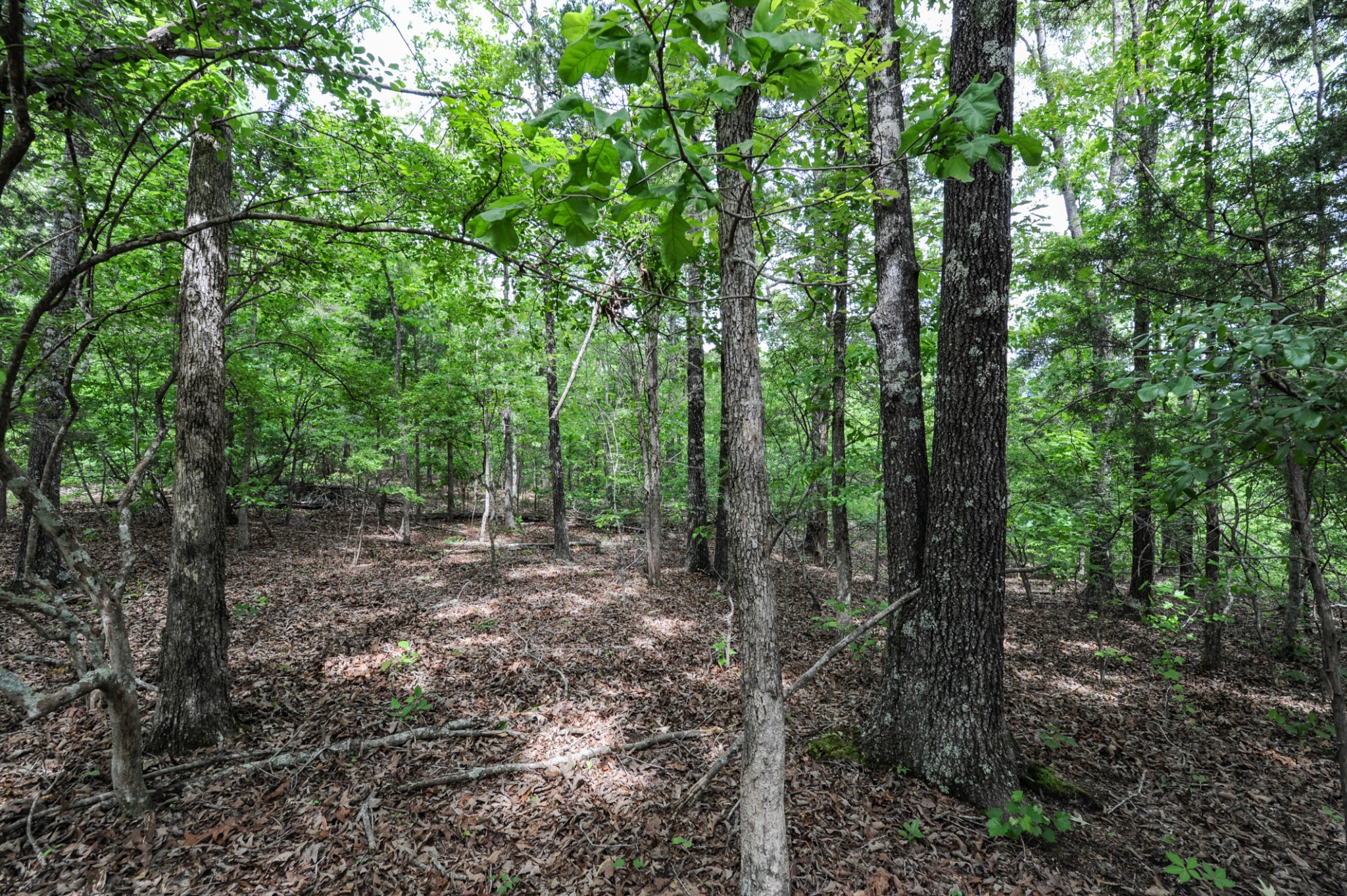 1855 Shiloh Church Road Camden, TN 38320 - Photo 48 of 81 a view of a forest with trees in the background