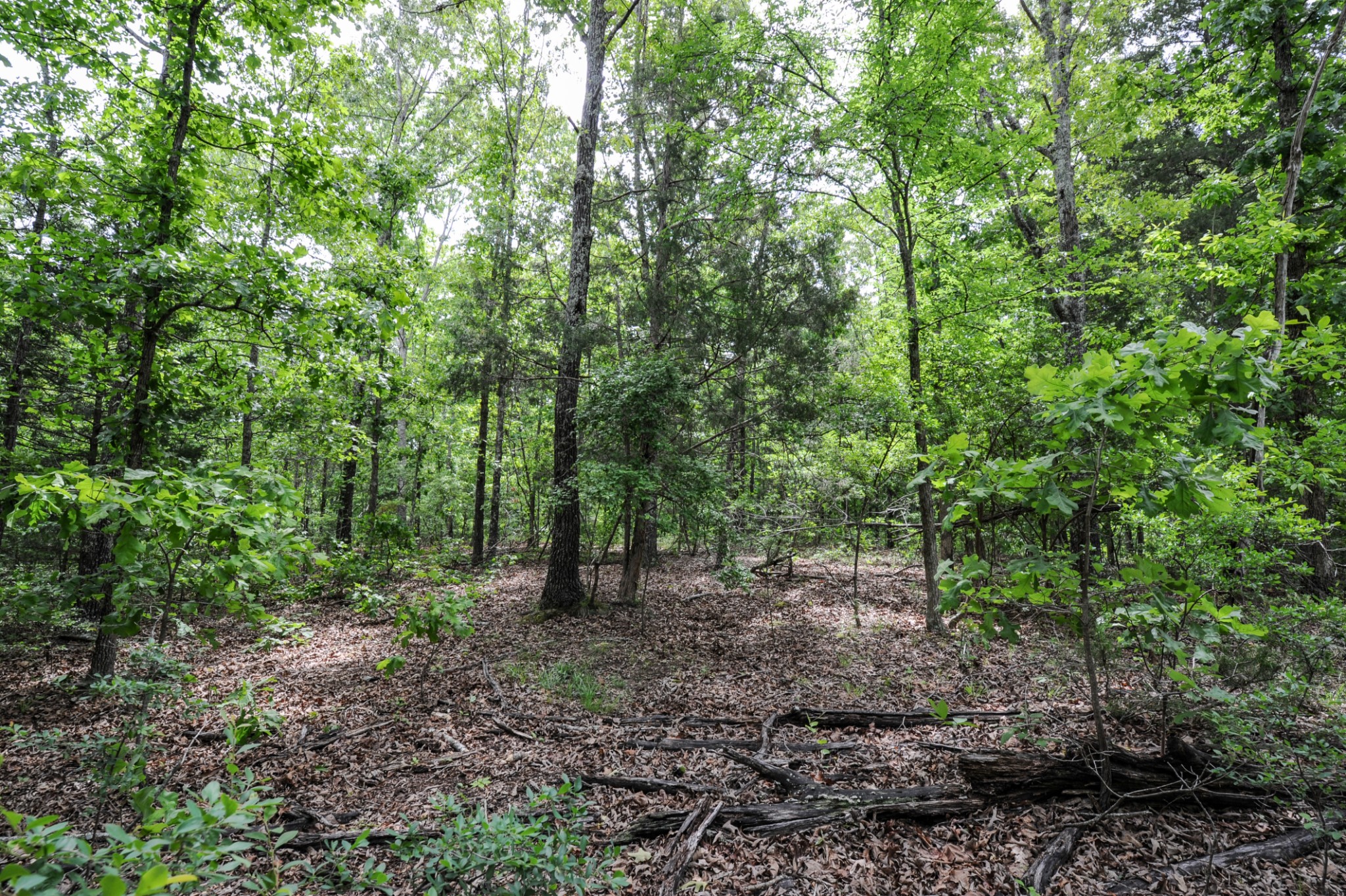 1855 Shiloh Church Road Camden, TN 38320 - Photo 49 of 81 a view of a forest with trees