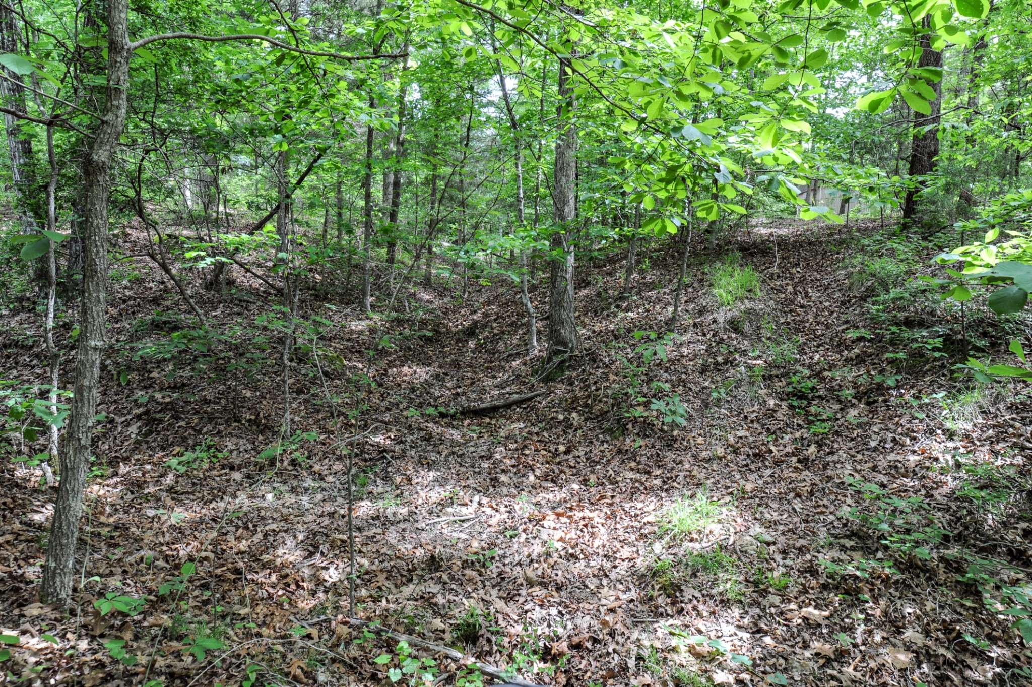 1855 Shiloh Church Road Camden, TN 38320 - Photo 50 of 81 a view of a forest with lots of trees