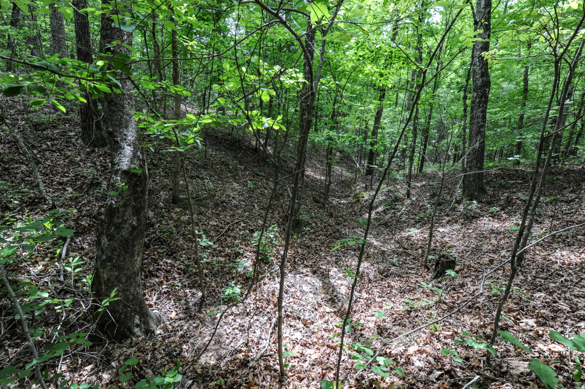 1855 Shiloh Church Road Camden, TN 38320 - Photo 51 of 81 a view of a forest with trees