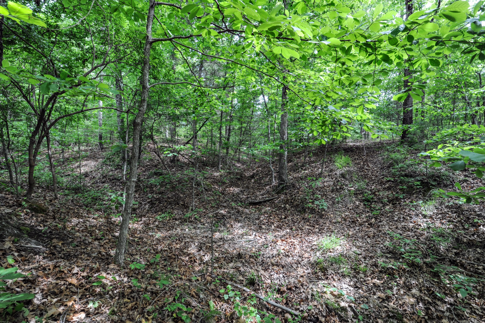 1855 Shiloh Church Road Camden, TN 38320 - Photo 52 of 81 a view of a forest with trees in the background