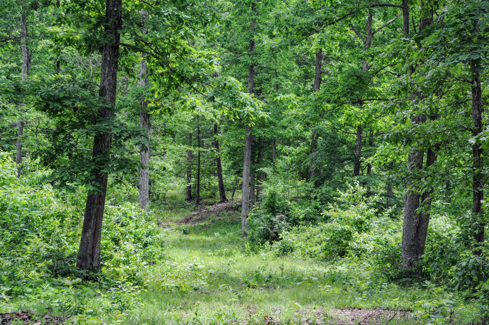 1855 Shiloh Church Road Camden, TN 38320 - Photo 54 of 81 a view of outdoor space and green space