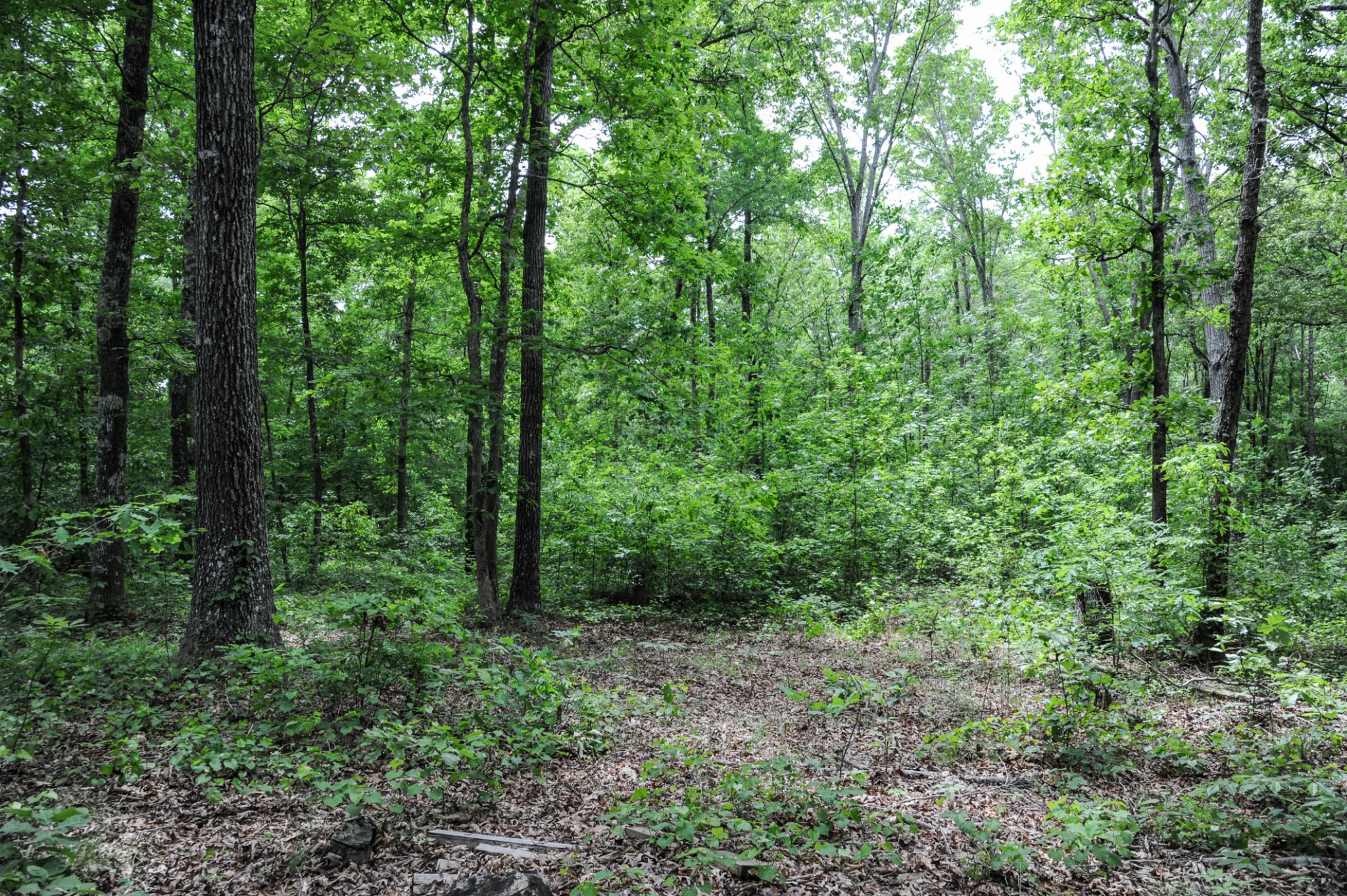 1855 Shiloh Church Road Camden, TN 38320 - Photo 59 of 81 a view of a lush green forest