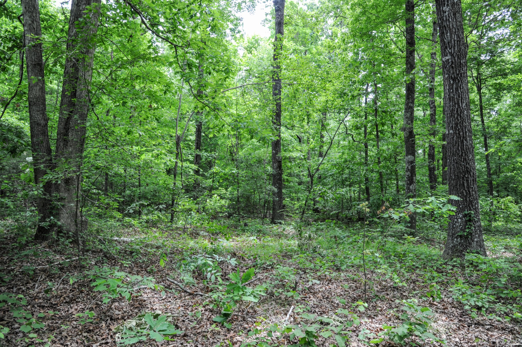1855 Shiloh Church Road Camden, TN 38320 - Photo 60 of 81 a view of a lush green forest