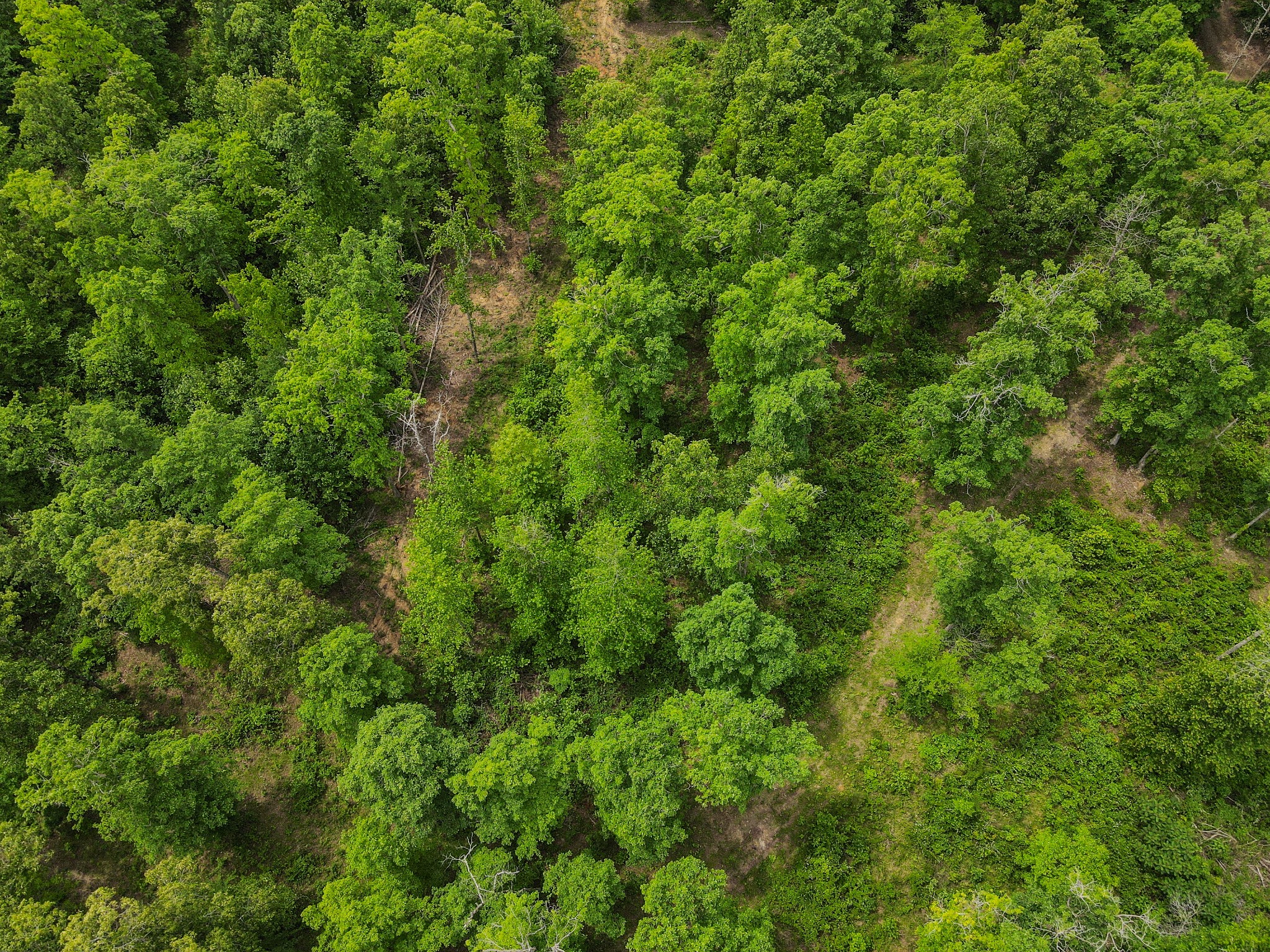 1855 Shiloh Church Road Camden, TN 38320 - Photo 6 of 81 a view of a lush green forest