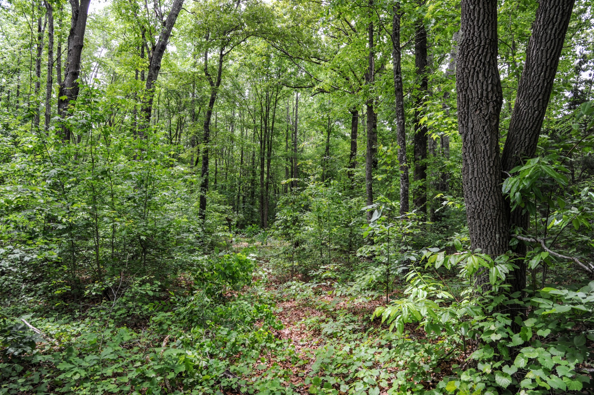 1855 Shiloh Church Road Camden, TN 38320 - Photo 61 of 81 a view of a lush green forest