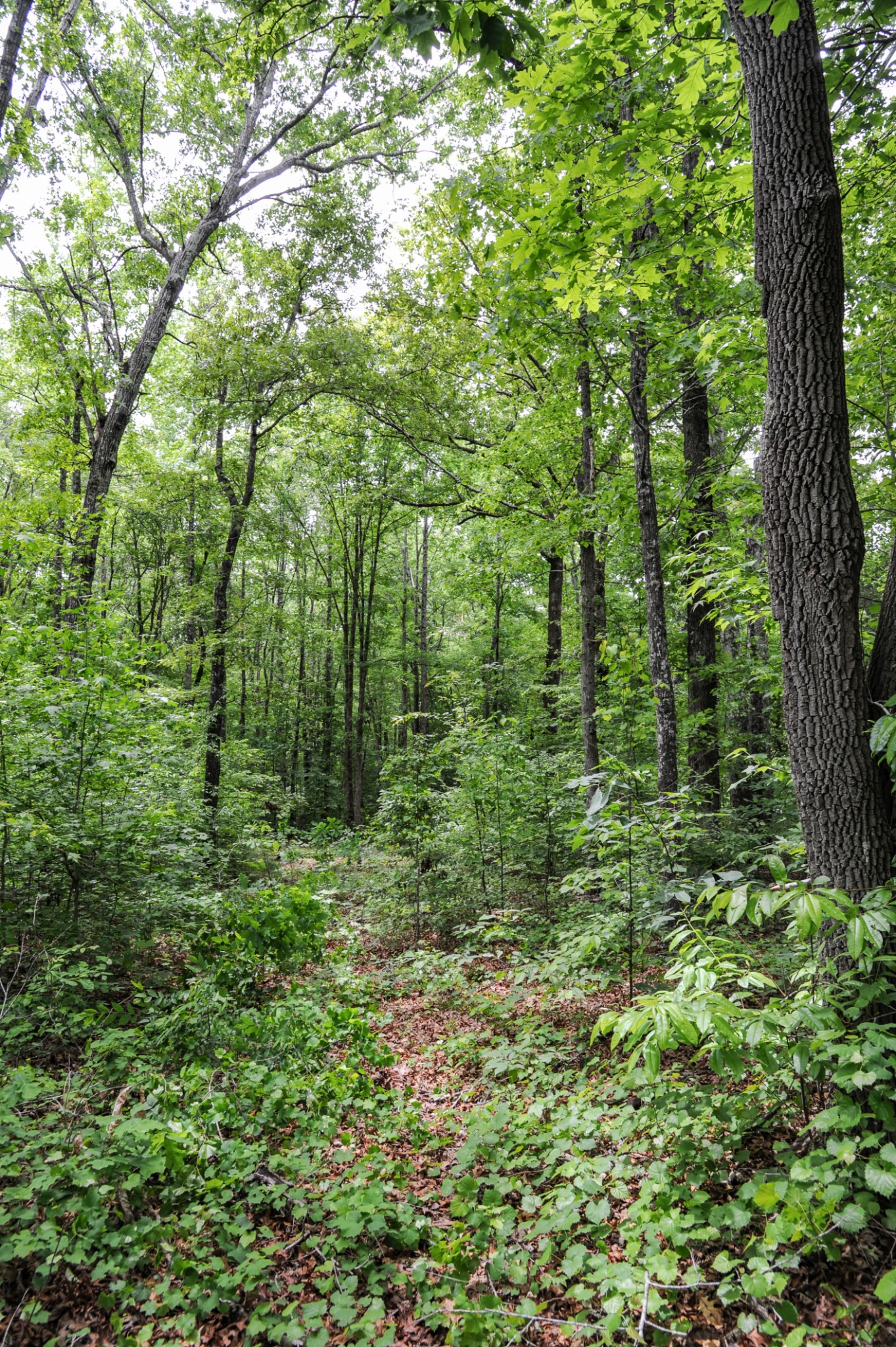 1855 Shiloh Church Road Camden, TN 38320 - Photo 62 of 81 a view of a lush green forest