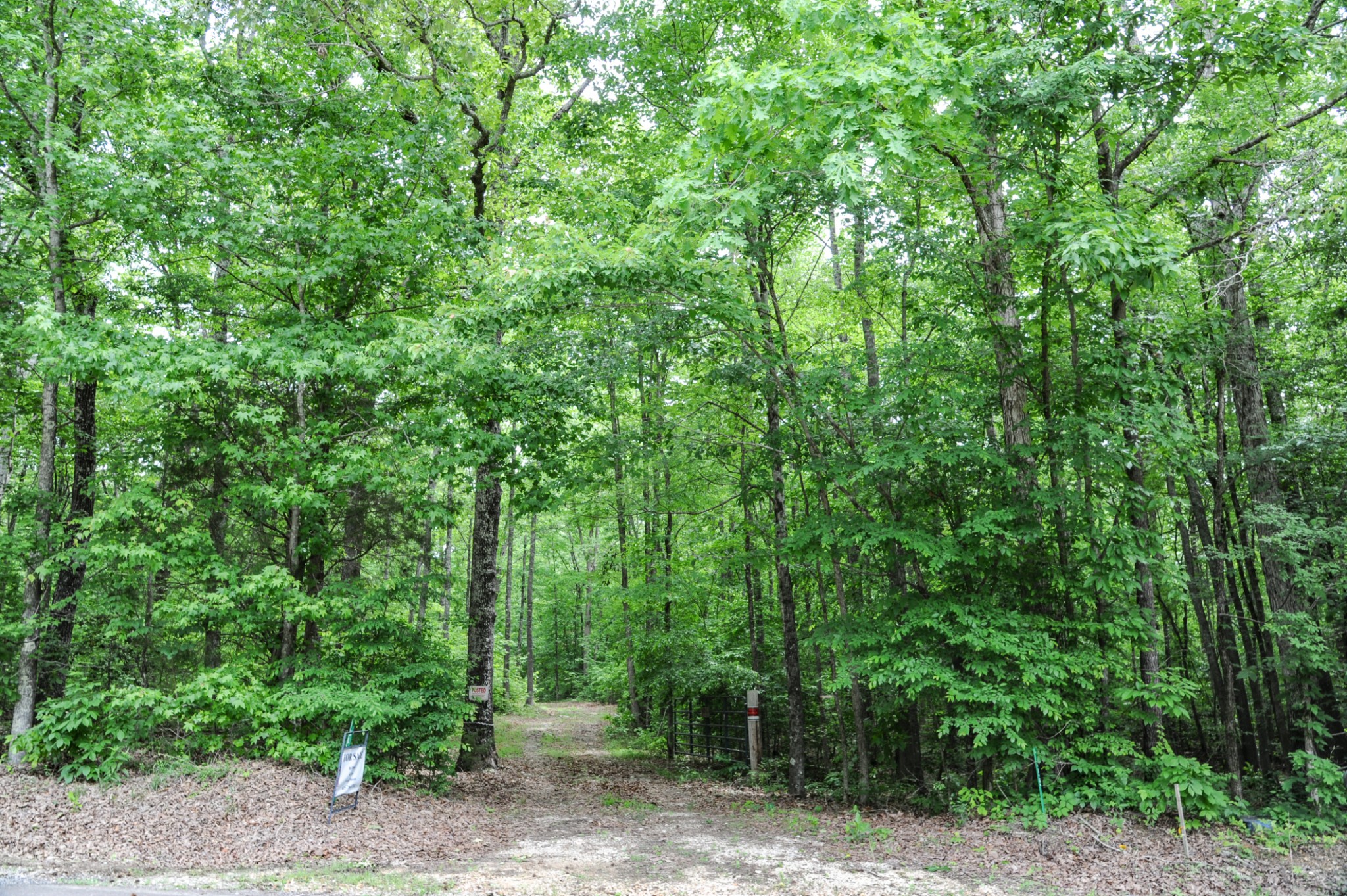 1855 Shiloh Church Road Camden, TN 38320 - Photo 64 of 81 a view of a forest with trees in the background