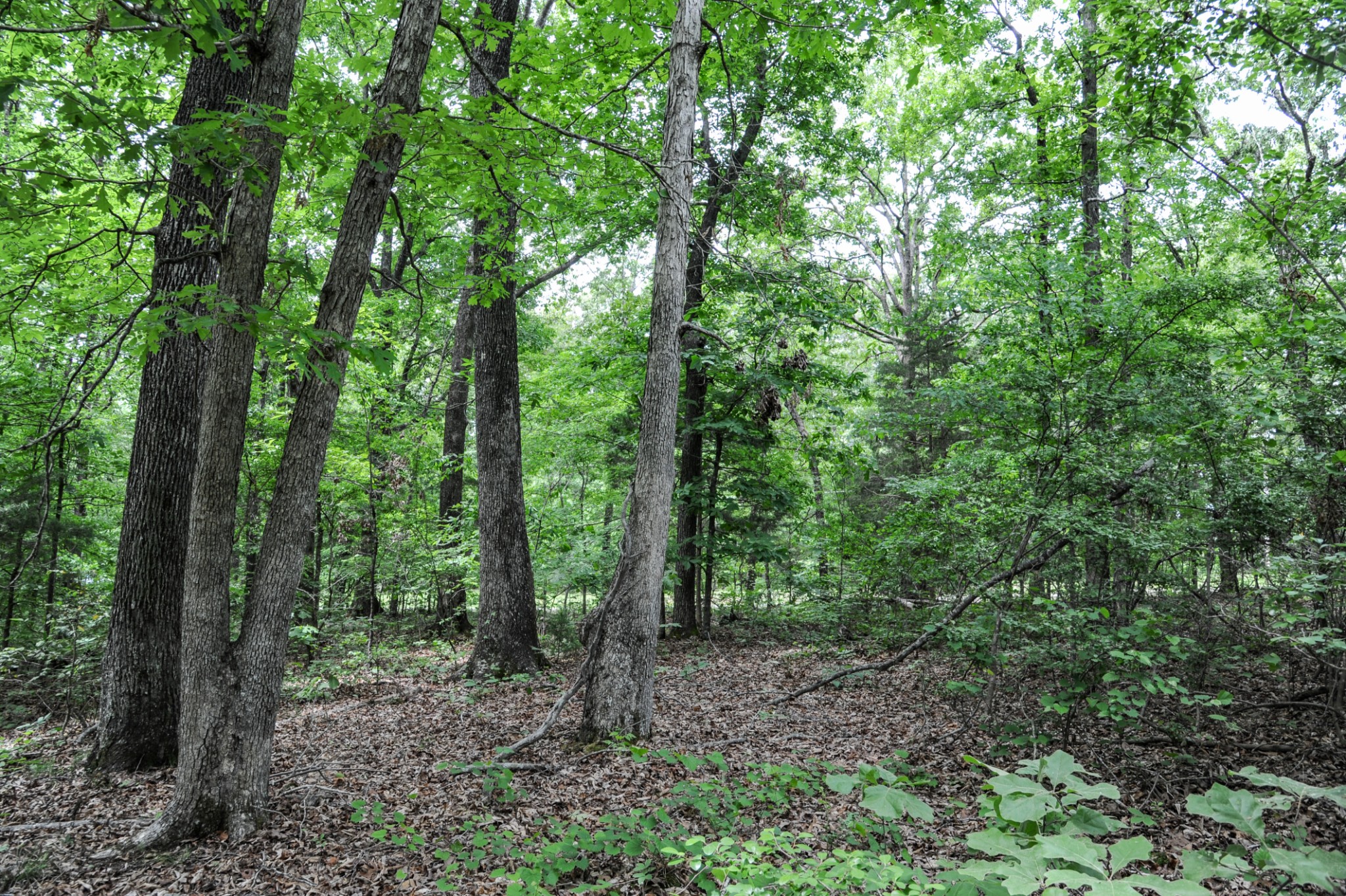 1855 Shiloh Church Road Camden, TN 38320 - Photo 66 of 81 a view of a forest with trees in the background