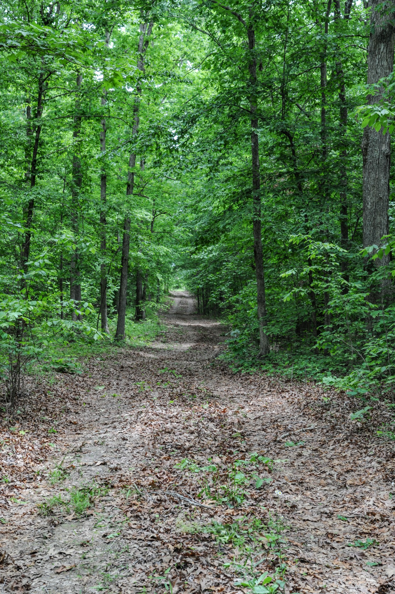 1855 Shiloh Church Road Camden, TN 38320 - Photo 67 of 81 a view of a yard with plants and trees