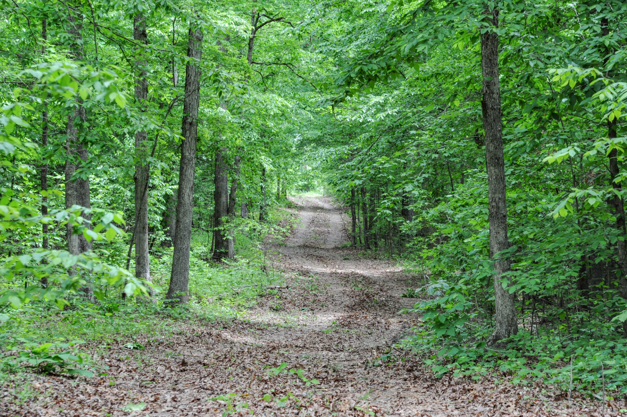 1855 Shiloh Church Road Camden, TN 38320 - Photo 68 of 81 a backyard of a house with lots of green space and fountain