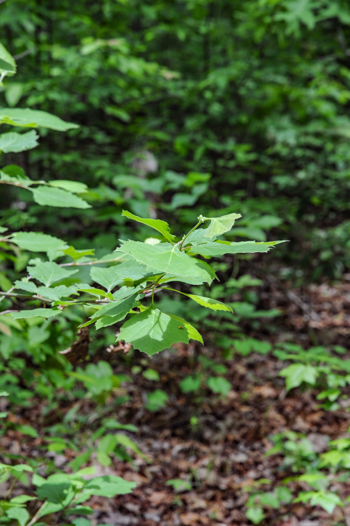 1855 Shiloh Church Road Camden, TN 38320 - Photo 69 of 81 a backyard of a green field with lots of plants