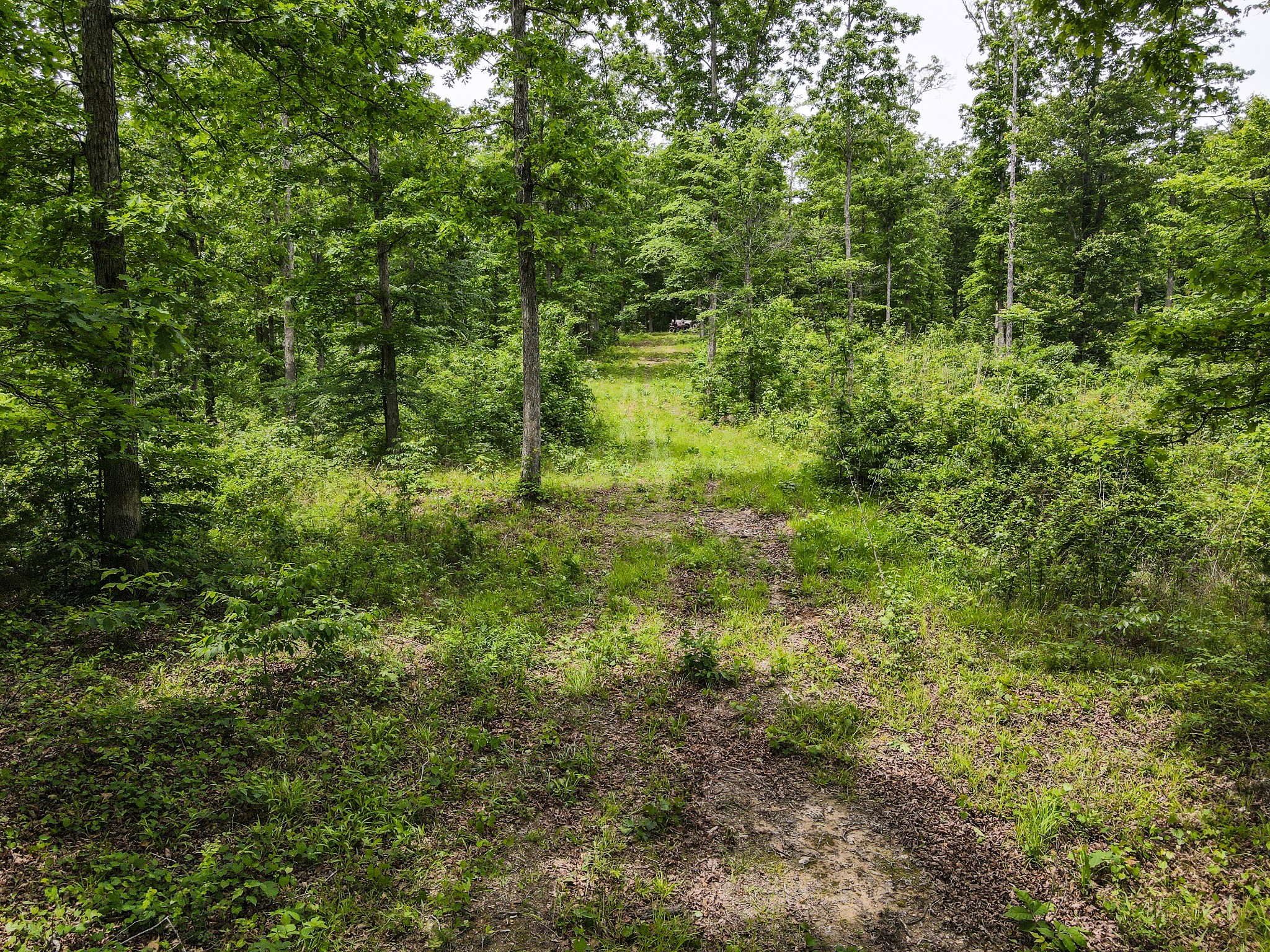 1855 Shiloh Church Road Camden, TN 38320 - Photo 7 of 81 a view of a lush green forest