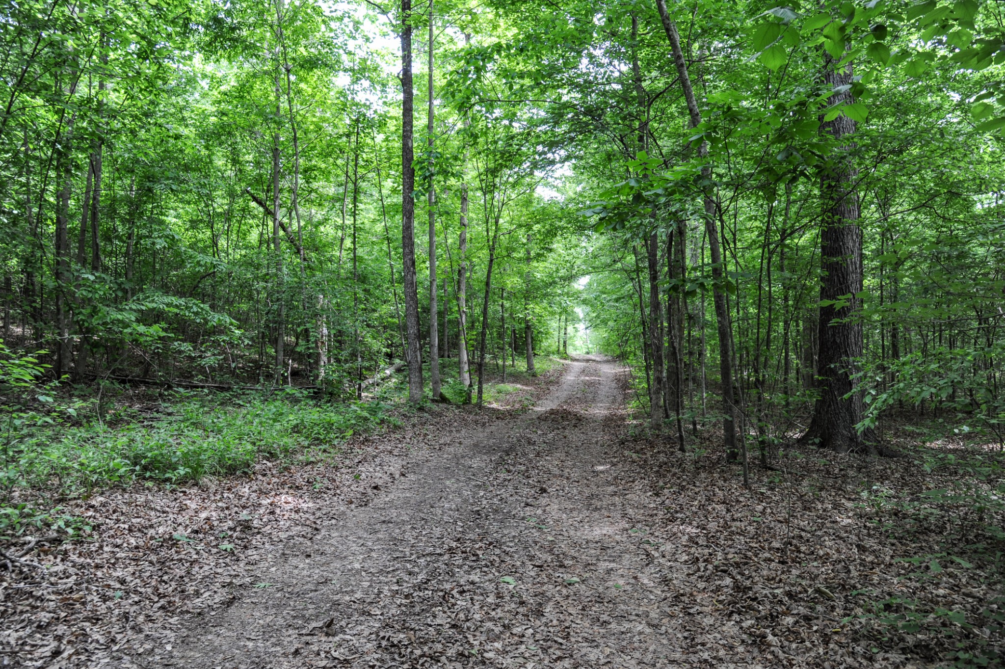 1855 Shiloh Church Road Camden, TN 38320 - Photo 74 of 81 a view of a forest filled with trees