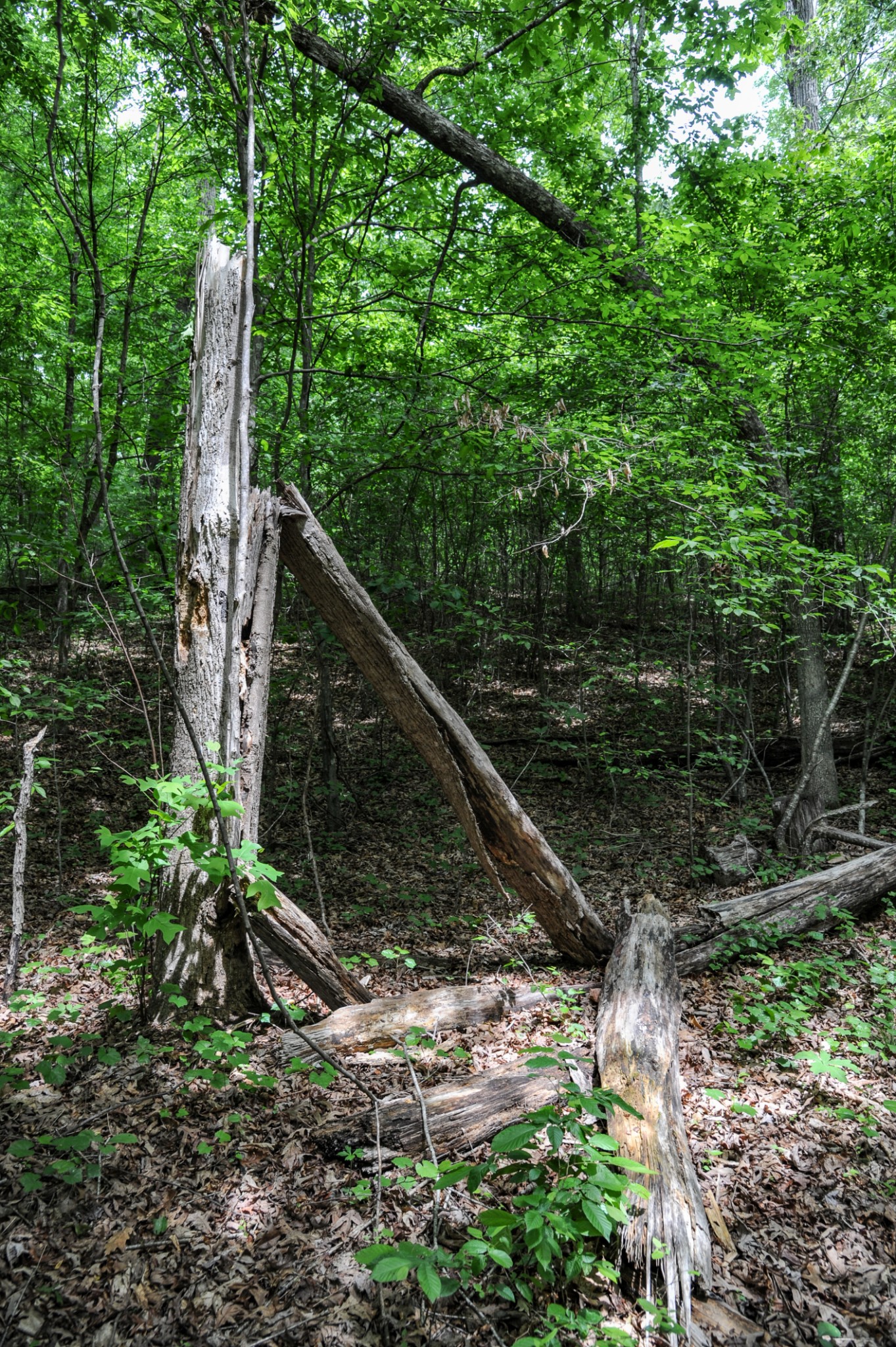 1855 Shiloh Church Road Camden, TN 38320 - Photo 75 of 81