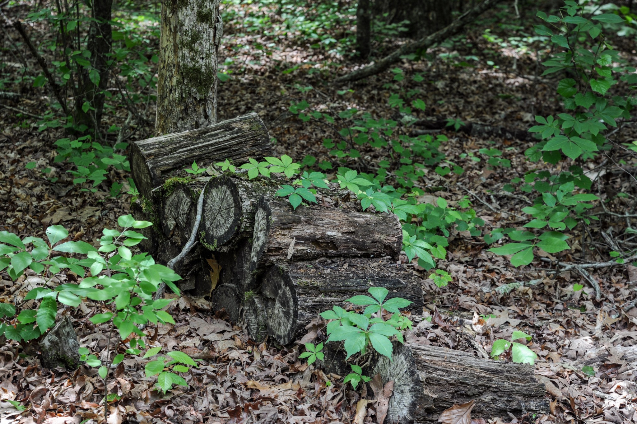 1855 Shiloh Church Road Camden, TN 38320 - Photo 79 of 81
