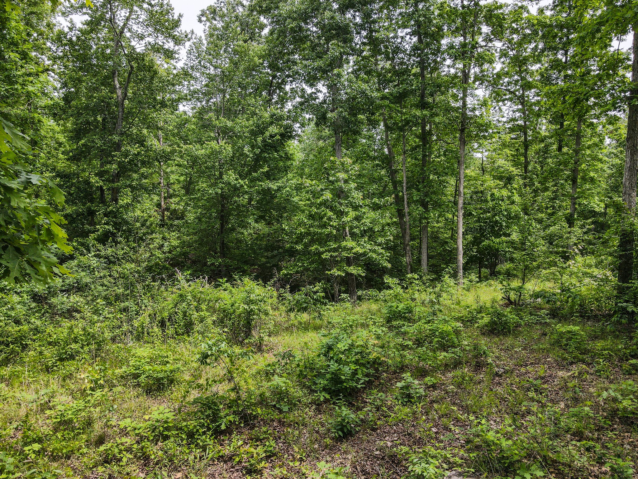 1855 Shiloh Church Road Camden, TN 38320 - Photo 10 of 81