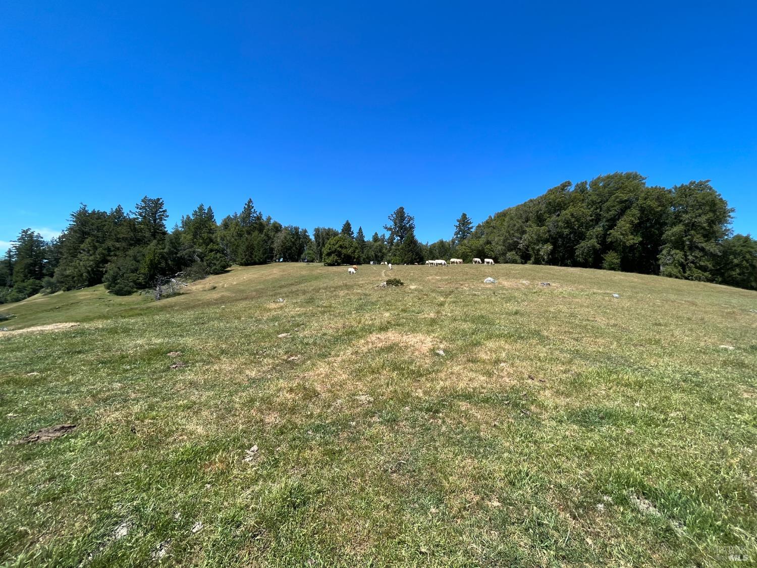 38555 Hauser Bridge Road Cazadero, CA 95421 - Photo 59 of 93