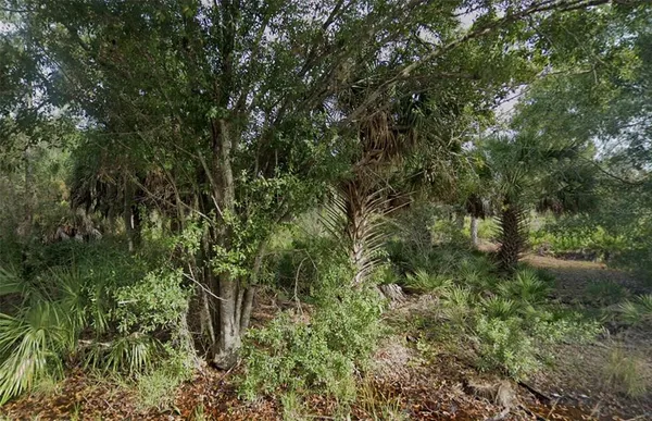 a view of a lush green forest
