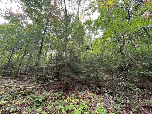 a view of a forest with trees in the background