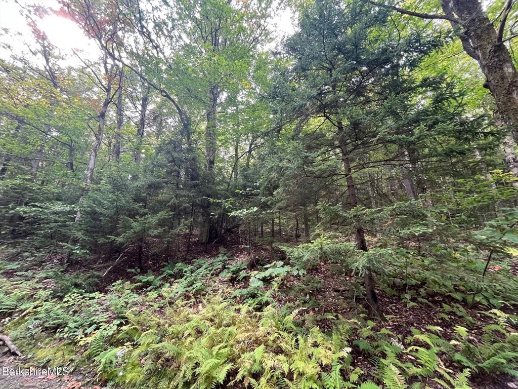0 Manley Phelps Road North Adams, MA 01247 - Photo 12 of 18 a view of a garden with plants and large trees