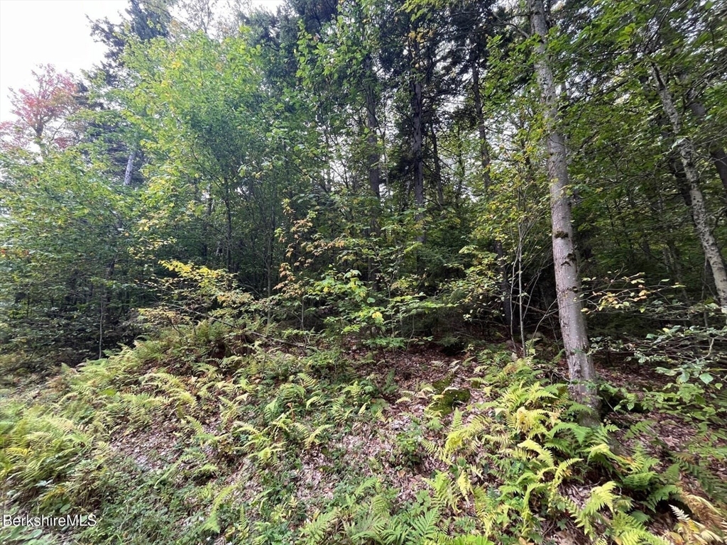 0 Manley Phelps Road North Adams, MA 01247 - Photo 13 of 18 a view of a forest with a tree