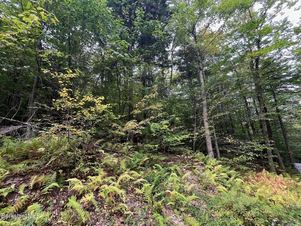 0 Manley Phelps Road North Adams, MA 01247 - Photo 15 of 18 a view of a forest