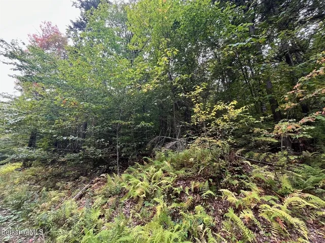 a view of a forest with a tree