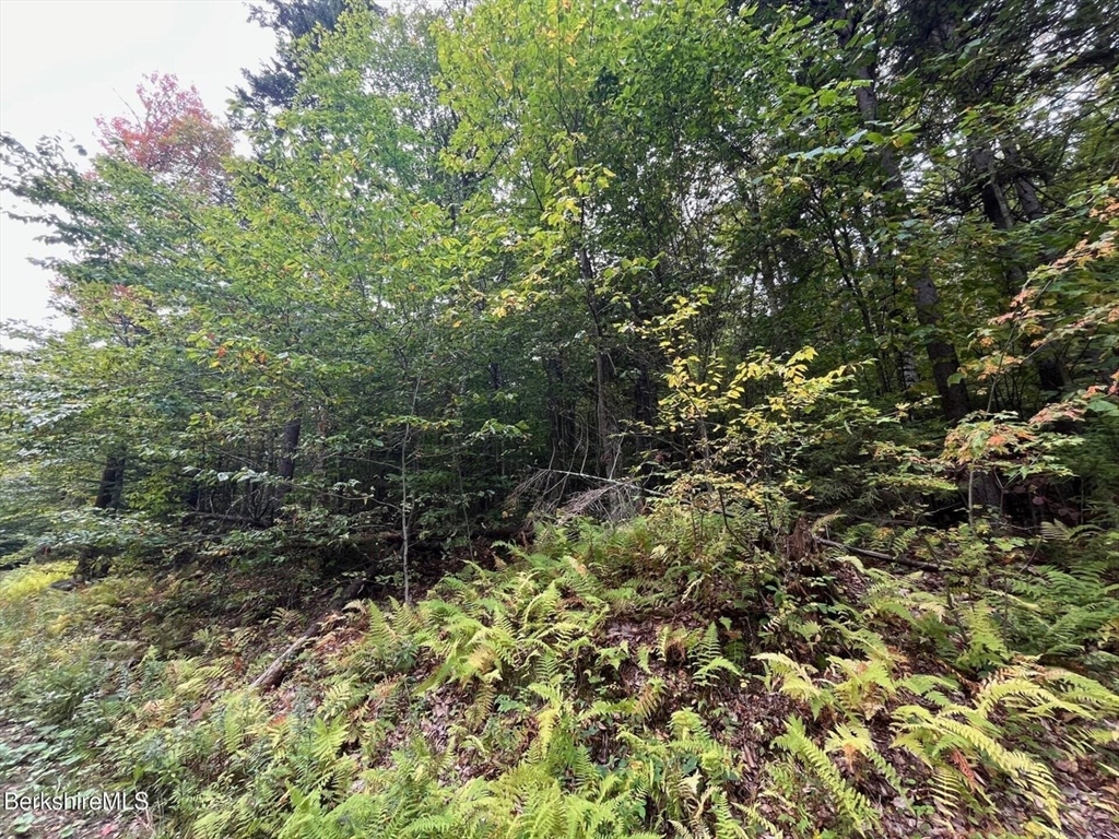 0 Manley Phelps Road North Adams, MA 01247 - Photo 16 of 18 a view of a forest with a tree