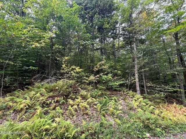 a view of a forest with lots of trees