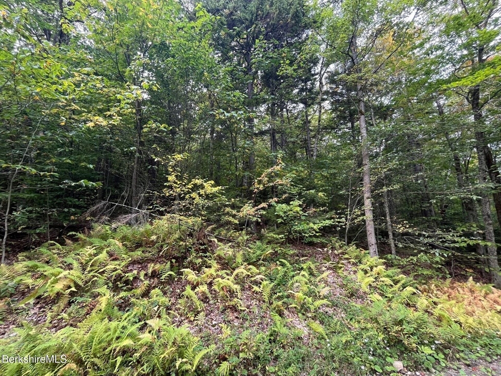 0 Manley Phelps Road North Adams, MA 01247 - Photo 17 of 18 a view of a forest with lots of trees