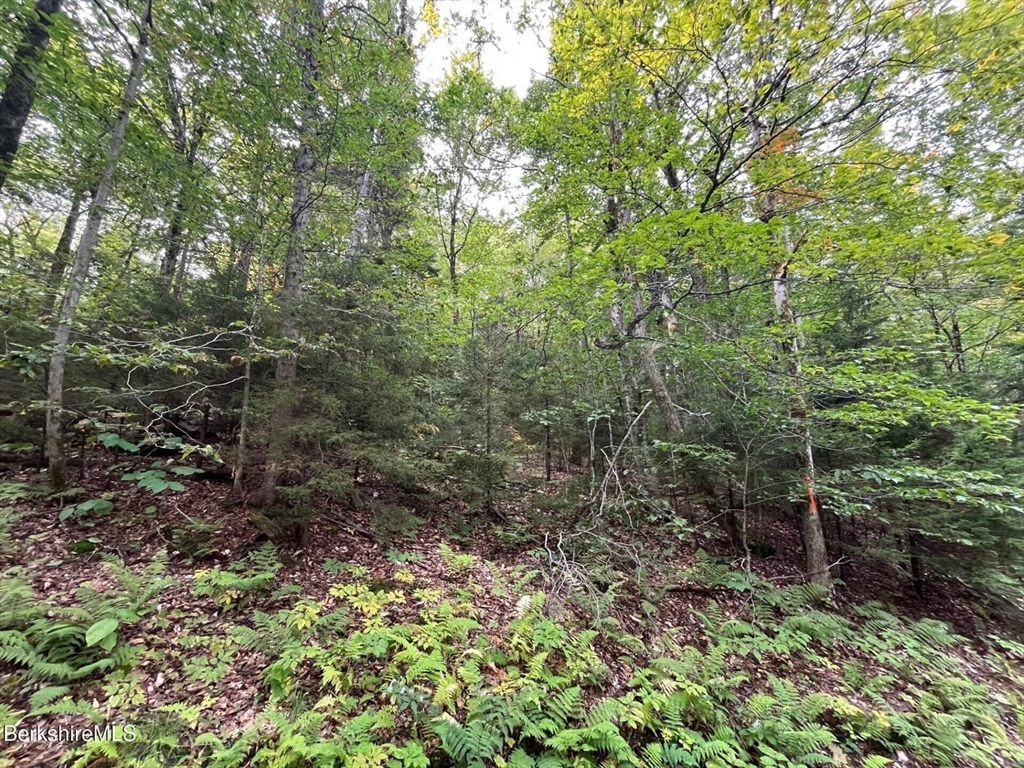 0 Manley Phelps Road North Adams, MA 01247 - Photo 2 of 18 a view of a forest with trees