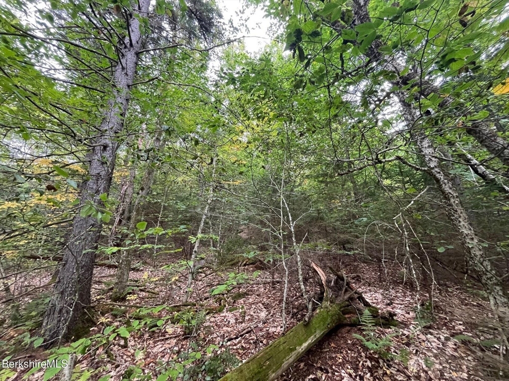 0 Manley Phelps Road North Adams, MA 01247 - Photo 4 of 18 a view of a yard with plants and large trees