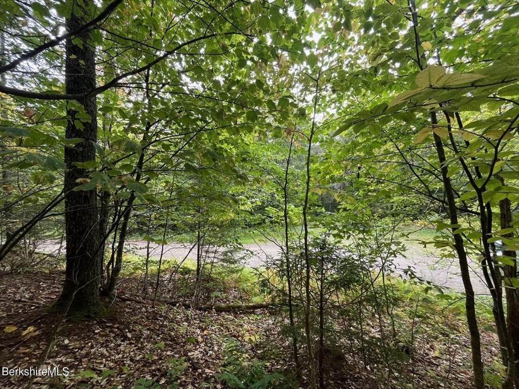 0 Manley Phelps Road North Adams, MA 01247 - Photo 5 of 18 a view of forest