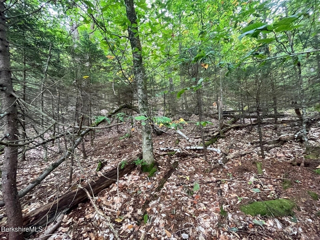 0 Manley Phelps Road North Adams, MA 01247 - Photo 6 of 18 a view of a large yard with lots of green space