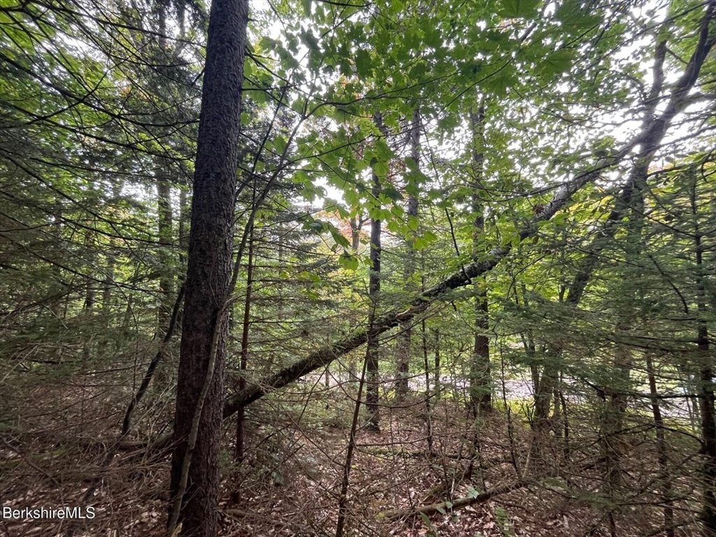 0 Manley Phelps Road North Adams, MA 01247 - Photo 8 of 18 a yard with tall trees